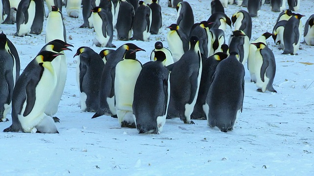 南极阿德利陆地上，帝企鹅小企鹅走过蜂群，后面跟着成年企鹅/ Dumont D'Urville Station视频素材