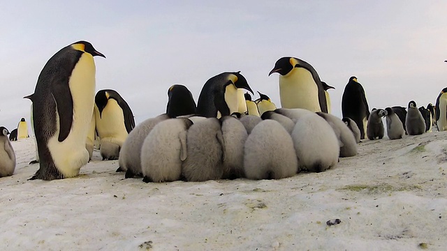 南极阿德利陆地Dumont D'Urville站，帝企鹅小企鹅挤在结冰的地面上的照片视频素材
