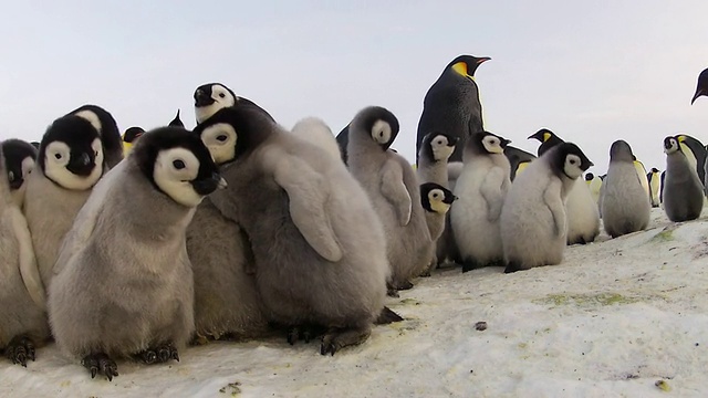 南极洲阿德利陆地Dumont D'Urville站，帝企鹅小企鹅挤在冰面上的照片视频素材