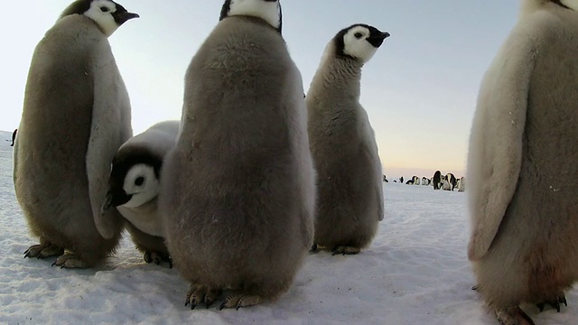 这是一群帝企鹅幼崽在黄昏的光线下相互交流的照片/南极洲阿德利陆地Dumont D'Urville站视频素材
