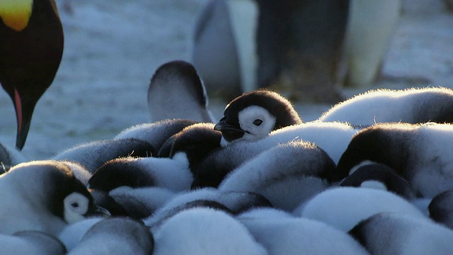 南极洲阿德利陆地Dumont D'Urville站拍摄的一群帝企鹅视频素材