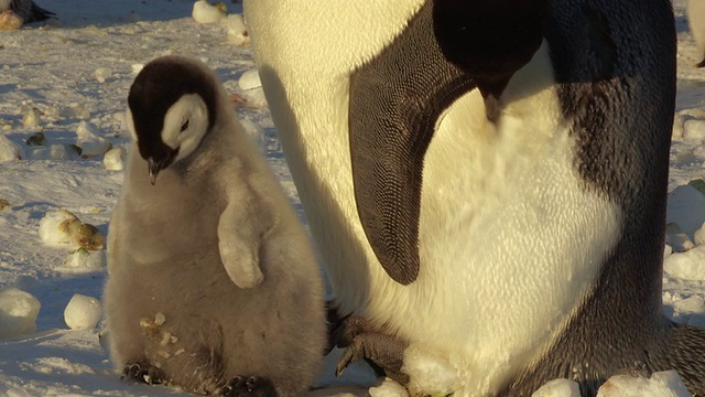 南极洲阿德利陆地Dumont D'Urville站，帝企鹅和小企鹅在阳光下梳理毛发视频素材