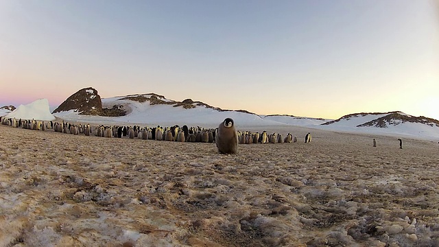 南极阿德利陆地上的Dumont D'Urville站，企鹅宝宝跑到相机前，凝视着镜头视频素材