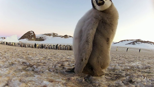 这张照片拍摄的是帝企鹅在冰上的聚居地，小企鹅跑到相机前，向镜头里张望视频素材