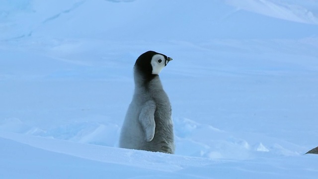这张照片拍摄的是孤零零的帝企鹅小企鹅在雪地里奔跑，跌跌撞撞，看起来很焦虑，正在呼叫/ Dumont D'Urville Station，阿德利陆地，南极洲视频下载