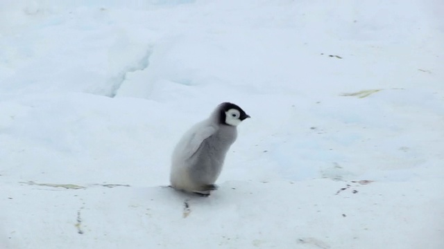 这张照片拍摄的是孤独的帝企鹅小企鹅在雪地上奔跑，看起来很焦虑，还在呼叫/ Dumont D'Urville Station，阿德利陆地，南极洲视频下载
