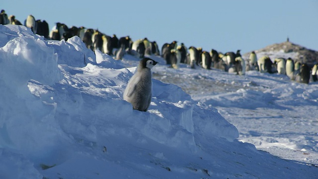 这张照片拍摄于南极洲阿德利陆地上，孤独的帝企鹅小企鹅在雪地里四处走动视频素材