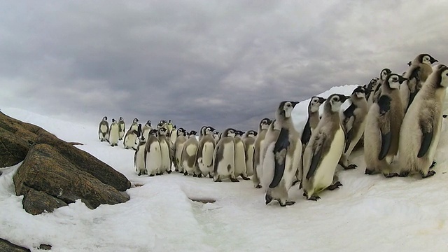 南极阿德利陆地Dumont D'Urville站，雪地上成群的帝企鹅雏鸟在行走视频素材