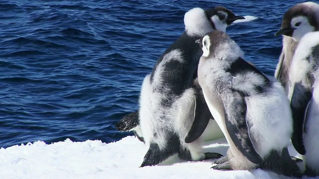 这张照片拍摄于南极洲阿德利陆地上的Dumont D'Urville站，帝企鹅的雏鸟焦急地望向大海，以聚集各种各样的羽毛视频素材