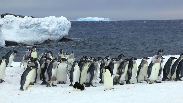 这张照片拍摄于南极洲阿德利陆地Dumont D'Urville站，一群羽翼各异的帝企鹅在冰面边缘行走视频素材