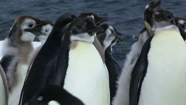 这是南极阿德利陆地杜蒙·居维尔站的一组照片，拍摄的是羽毛各异的帝企鹅雏鸟的脚视频素材
