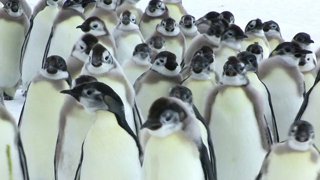 这是一群羽毛各异的帝企鹅雏鸟在南极阿德利陆地Dumont D'Urville站行走的照片视频素材