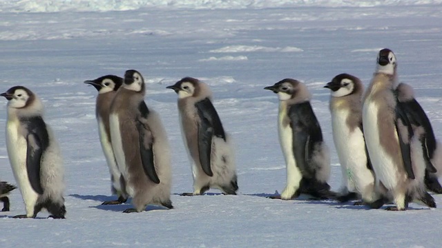 这张照片拍摄的是一群羽毛各异的帝企鹅雏鸟在南极洲阿德利陆地杜蒙·居维尔站的雪地上行走视频素材