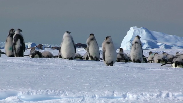 这张照片拍摄于南极洲阿德利陆地杜蒙·居维尔站，一群羽毛各异的帝企鹅雏鸟拖着雪橇离开视频素材