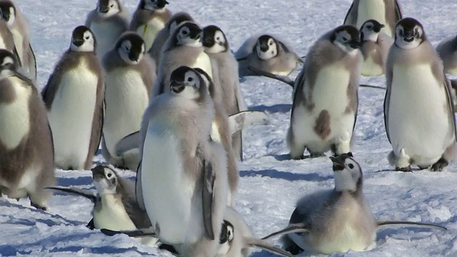 图:南极阿德利陆地杜蒙·居维尔站，一群羽毛各异的帝企鹅雏鸟拖着雪橇行走视频素材