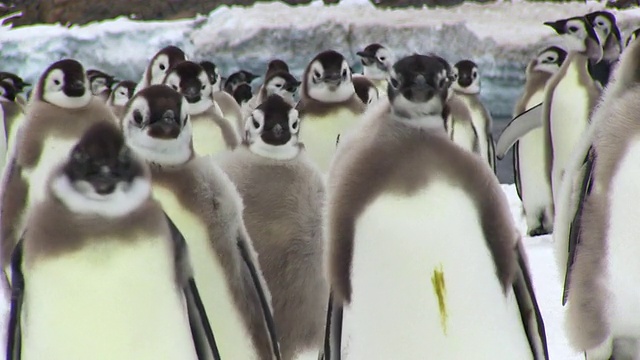 南极洲阿德利陆地Dumont D'Urville站，一群小企鹅正在散步视频素材