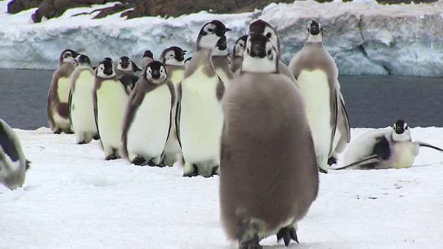 南极洲阿德利陆地Dumont D'Urville站，一群小企鹅正在散步视频素材