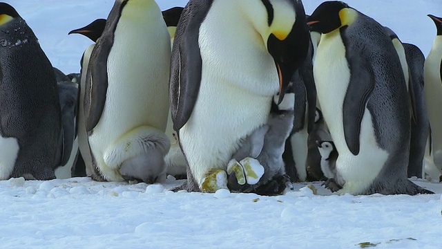 帝企鹅群的父母和孩子站着脚走到前景，脚上踩着雪球/ Dumont D'Urville站，阿德利陆地，南极洲视频素材