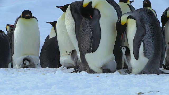 帝企鹅群的父母和小企鹅站着脚走到前景，脚上放着雪球/ Dumont D'Urville站，阿德利陆地，南极洲视频素材