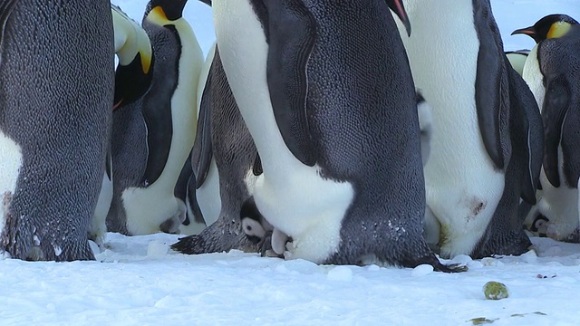帝企鹅宝宝站在父母的脚上，在父母的陪同下旋转，在南极阿德利陆地Dumont D'Urville站梳理毛发视频素材