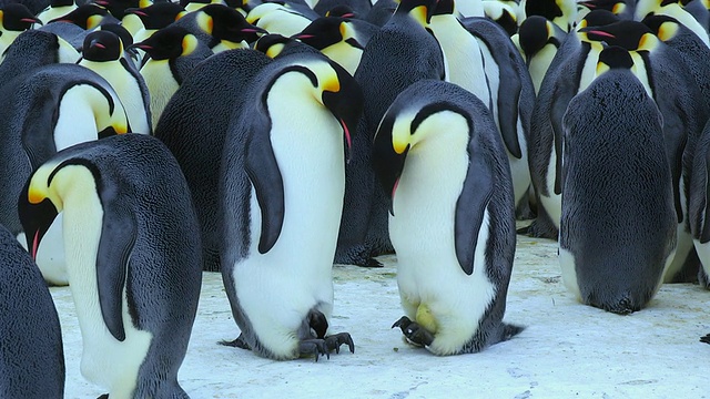 一对帝企鹅低头看着脚上的小企鹅，然后与背景中的企鹅群撞胸视频素材