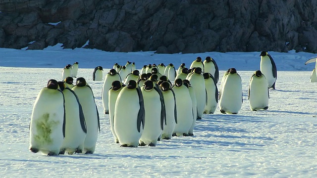 一群帝企鹅在阳光充足的雪地上走向/ Dumont D Urville站，阿德利陆地，南极洲视频素材