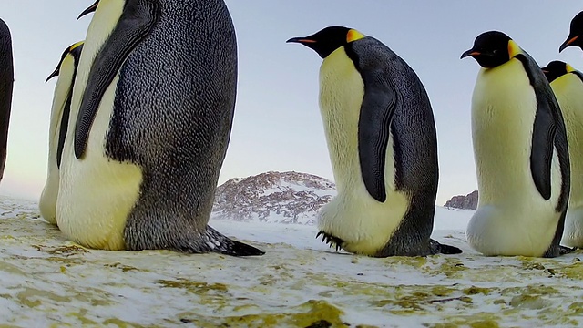 在南极洲的Dumont D Urville站，一大队帝企鹅经过视频素材