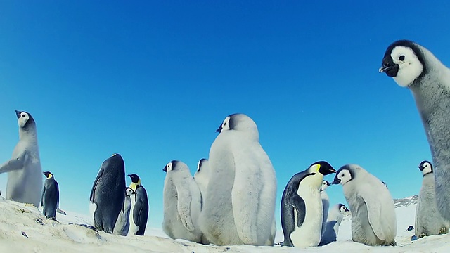 南极雪原上的WS LA群帝企鹅幼崽为成年企鹅/ Dumont D Urville Station，南极洲视频下载