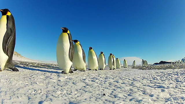 WS LA一组帝企鹅在黄昏的灯光下在雪地上行走/ Dumont D Urville站，南极洲视频素材