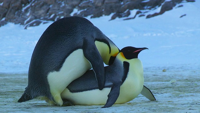 南极洲阿德利陆地上的Dumont D'Urville站的其他企鹅停止交配，一对帝企鹅在冰面上的空地上交配视频下载