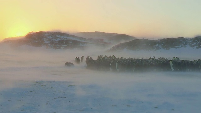 在暴雪中，帝企鹅聚集在一起，身后是夕阳。南极洲阿德利陆地Dumon D Urville站视频下载