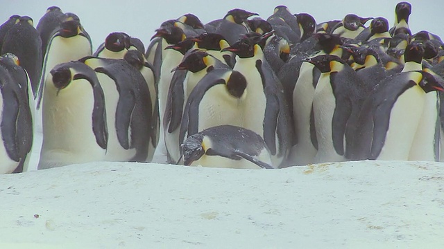 这张照片拍摄于南极洲的阿德利陆地，帝企鹅聚集在一起，企鹅们正积极地散开视频下载