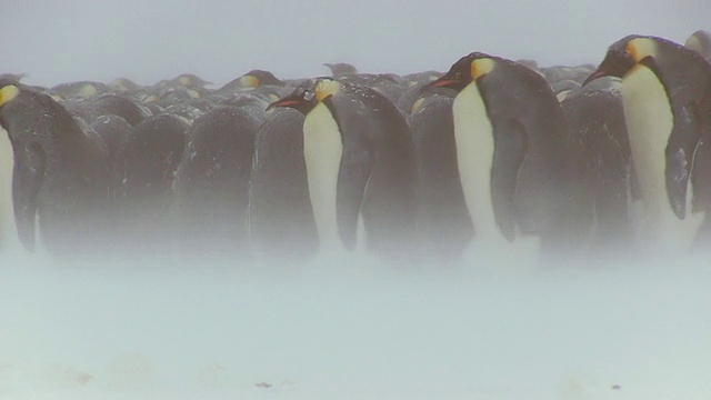 这张照片拍摄于南极洲阿德利岛的杜蒙·D·居维尔站，在暴风雪中，帝企鹅和企鹅们挤在一起走过地面视频下载