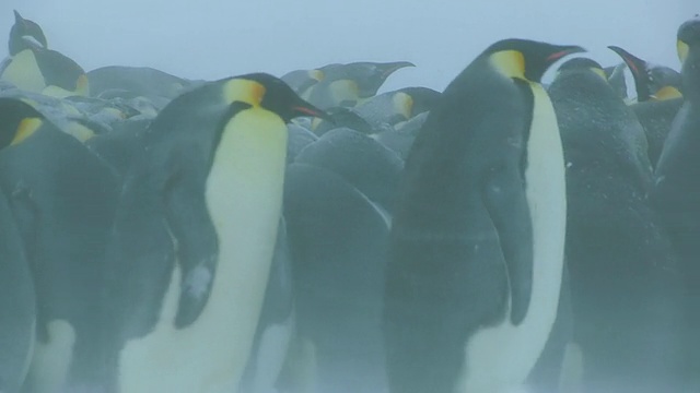 拍摄于南极洲阿德利陆地的杜蒙·D·居维尔站，拍摄的是两只帝企鹅挤作一团经过时的情景视频下载