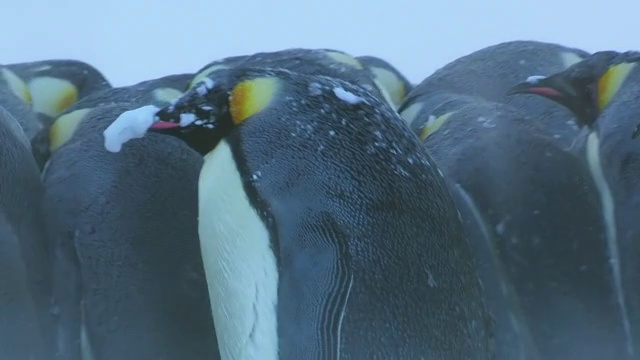 这张照片拍摄的是帝企鹅的脸，嘴上有雪，它在南极洲阿德利陆地的杜蒙·D·居维尔站拥挤地走过视频下载