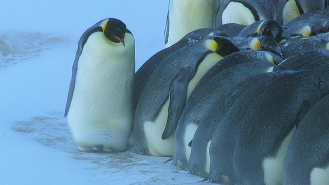 这张照片拍摄于南极洲阿德利陆地上的杜蒙·D·居维尔站，在暴风雪中，帝企鹅和一只企鹅挤在一起沿着边缘行走视频下载