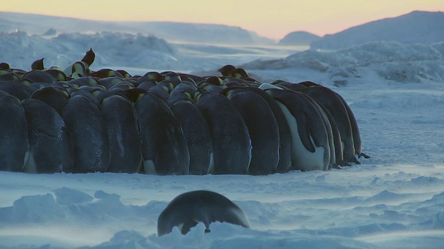“在暴风雪中，帝企鹅背靠背挤在一起，阿德利陆地，南极洲。”视频下载