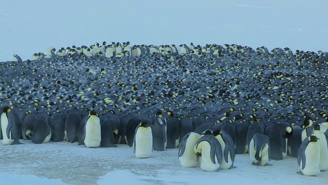 “在南极洲阿德利陆地Dumont D Urville站，小暴风雪中，企鹅和企鹅们挤在一起。”视频下载
