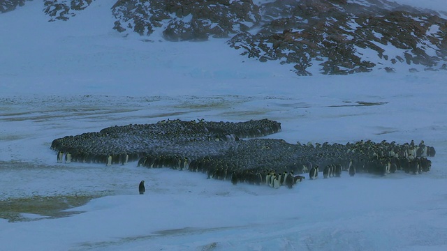 帝企鹅在暴风雪中挤作一团/南极洲阿德利陆地杜蒙D居维尔站/南极洲阿德利陆地杜蒙D居维尔站视频下载
