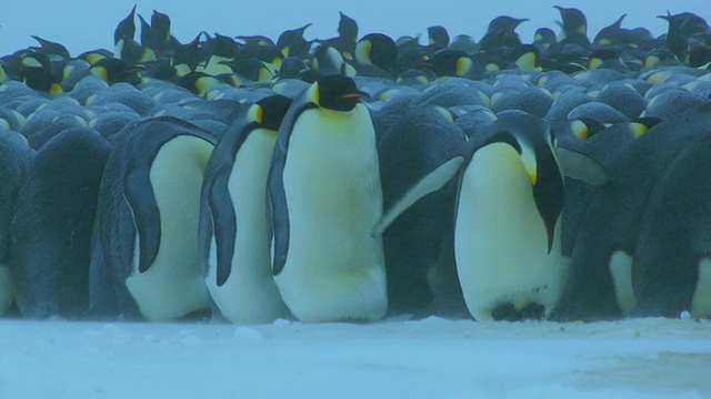 “在南极洲阿德利陆地的杜蒙·D·居维尔站，帝企鹅和其他从左向右行走的企鹅挤在一起，穿过前景。”视频下载