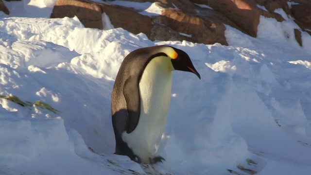 “MS TS拍摄的帝企鹅走下陡峭的雪堆并跌倒/ Dumont D' urville站，阿德利陆地，南极洲”视频下载