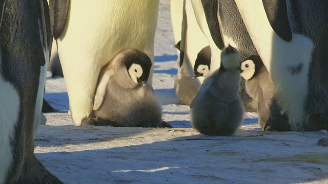 帝企鹅宝宝站在父母的脚上，成年企鹅向前走，试图甩掉它，最终成功了/南极洲阿德利陆地Dumont D' urville站视频素材
