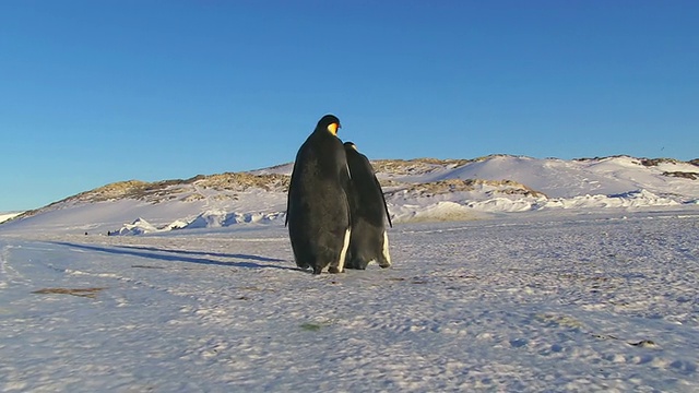 一对帝企鹅摇摇摆摆地跳舞着离开，其中一只摔倒了，南极洲阿德利陆地Dumont D' urville站。视频下载