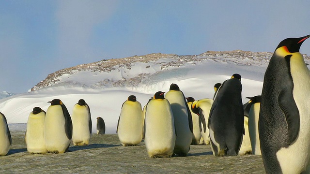 南极洲阿德利陆地上，一对帝企鹅摇摇摆摆地舞蹈着穿过殖民地/ Dumont D'Urville站视频素材