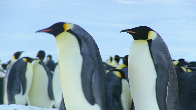 潘离开时，他们正穿过南极洲阿德利陆地上的殖民地/杜蒙·居维尔站视频购买