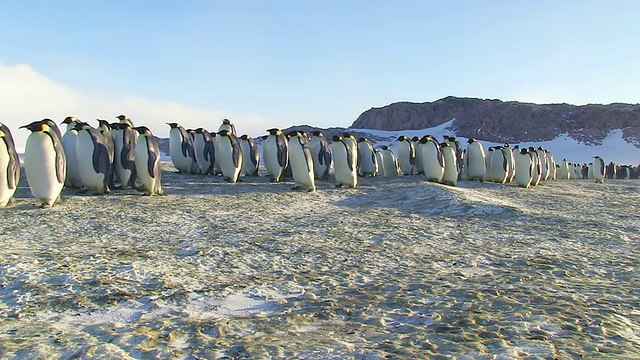 南极洲阿德利陆地上的Dumont D'Urville站，一大群帝企鹅在充足的阳光下向左边走去视频素材