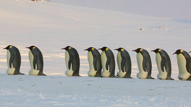 在画面左侧行走的一组帝企鹅的侧面视图/ Dumont D'Urville站，阿德利陆地，南极洲视频下载
