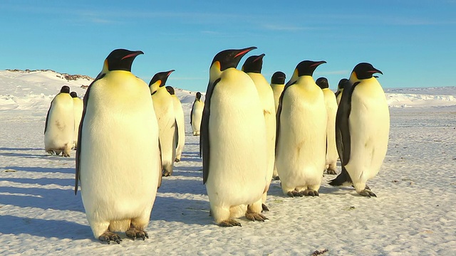 一群帝企鹅在阳光下行走的照片/ Dumont D'Urville站，阿德利陆地，南极洲视频下载