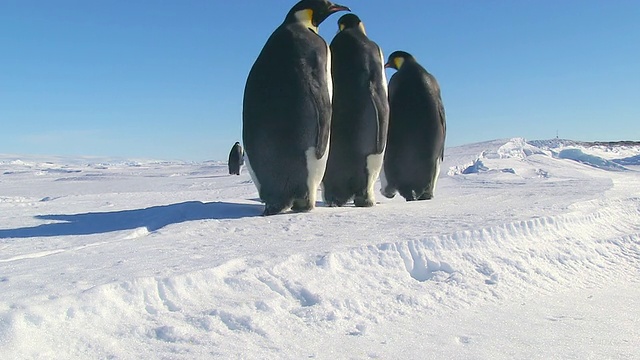 拍摄于南极洲阿德利陆地Dumont D'Urville站，跟随帝企鹅行走和拉雪橇视频素材