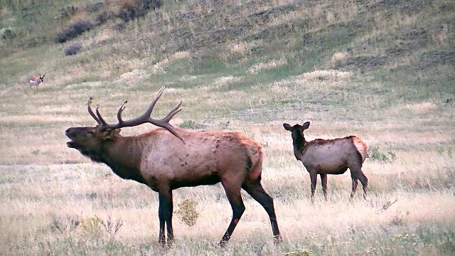 黄石国家公园，秋天，在背景中鸣叫的麋鹿，雌性和叉角羚视频下载